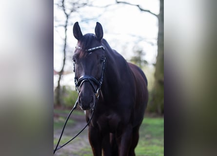 Koń westfalski, Wałach, 7 lat, 169 cm, Ciemnokasztanowata