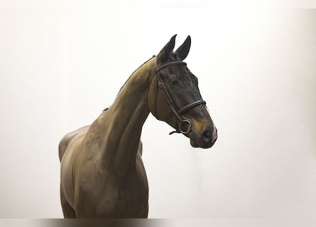 Koń westfalski, Wałach, 7 lat, 174 cm, Ciemnogniada