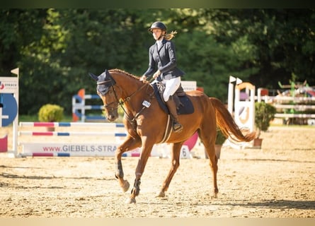 Koń westfalski, Wałach, 7 lat, 175 cm, Kasztanowata