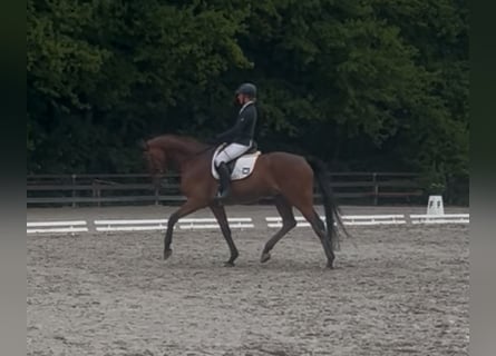 Koń westfalski, Wałach, 7 lat, 183 cm, Gniada