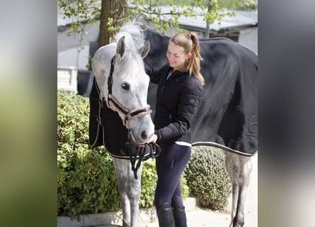 Koń westfalski, Wałach, 8 lat, 170 cm, Siwa