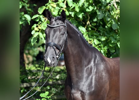 Koń westfalski, Wałach, 8 lat, 173 cm, Kara