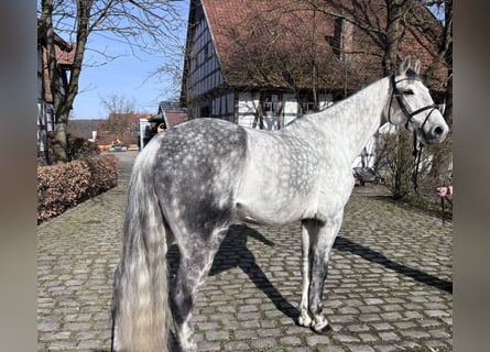 Koń westfalski, Wałach, 9 lat, 170 cm, Siwa jabłkowita