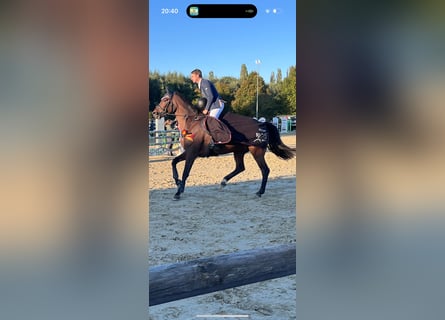 Koń westfalski, Wałach, 9 lat, 175 cm, Gniada