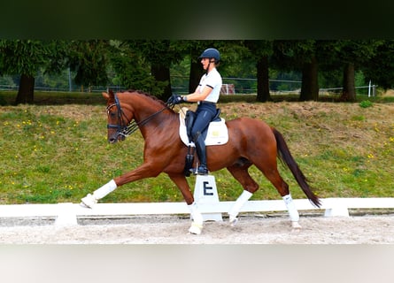 Koń westfalski, Wałach, 11 lat, 170 cm, Kasztanowata