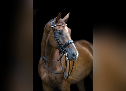 Koń westfalski, Wałach, 12 lat, 175 cm, Ciemnokasztanowata