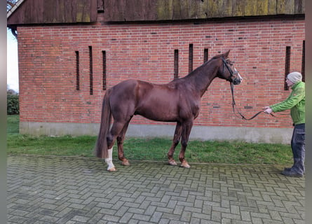 Koń westfalski, Wałach, 15 lat, 173 cm, Ciemnokasztanowata