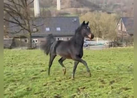 Koń westfalski, Wałach, 3 lat, 162 cm, Ciemnogniada