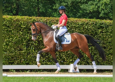 Koń westfalski, Wałach, 3 lat, 166 cm, Gniada