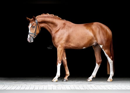 Koń westfalski, Wałach, 3 lat, 166 cm, Kasztanowata