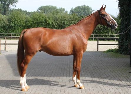 Koń westfalski, Wałach, 3 lat, 169 cm, Kasztanowata