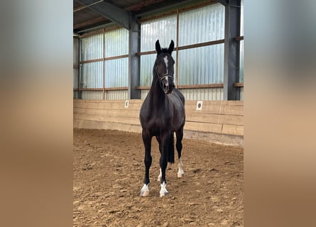 Koń westfalski, Wałach, 3 lat, 170 cm, Ciemnogniada
