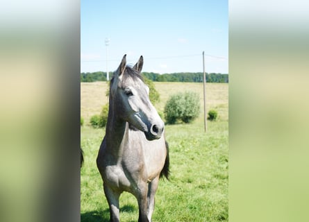 Koń westfalski, Wałach, 3 lat, 170 cm, Siwa w hreczce