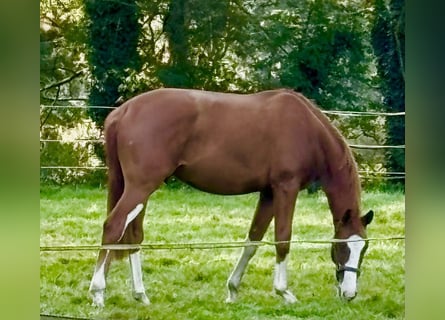 Koń westfalski, Wałach, 3 lat, 171 cm, Kasztanowata