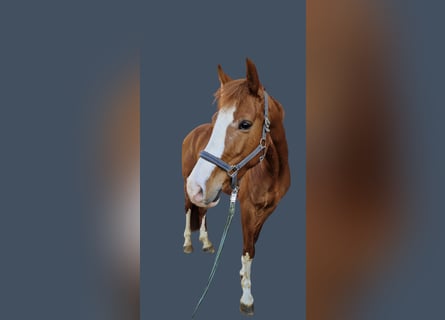 Koń westfalski, Wałach, 4 lat, 160 cm, Kasztanowata