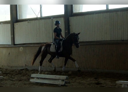 Koń westfalski, Wałach, 4 lat, 165 cm, Ciemnokasztanowata