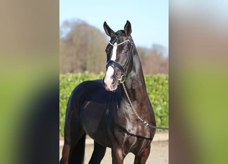 Koń westfalski, Wałach, 4 lat, 165 cm, Kara