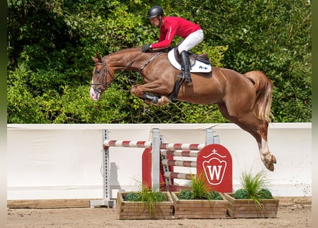 Koń westfalski, Wałach, 4 lat, 166 cm, Ciemnokasztanowata