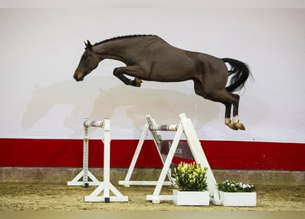 Koń westfalski, Wałach, 4 lat, 166 cm, Gniada