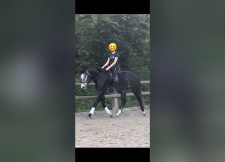 Koń westfalski, Wałach, 4 lat, 168 cm, Karosiwa