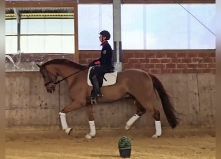 Koń westfalski, Wałach, 4 lat, 170 cm, Kasztanowata