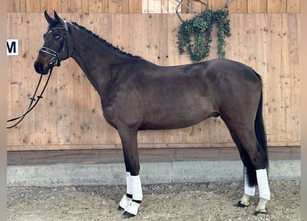 Koń westfalski, Wałach, 4 lat, 172 cm, Ciemnogniada