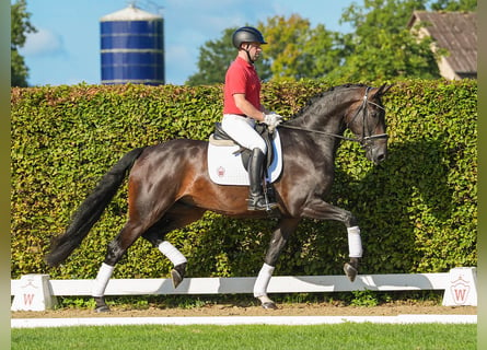 Koń westfalski, Wałach, 4 lat, 172 cm, Ciemnogniada