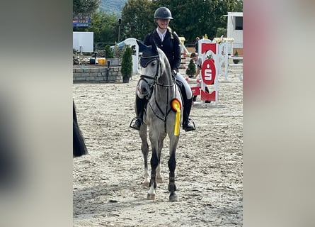Koń westfalski, Wałach, 5 lat, 160 cm, Siwa