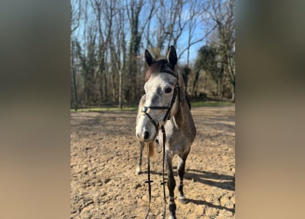 Koń westfalski, Wałach, 5 lat, 165 cm, Siwa