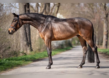 Koń westfalski, Wałach, 5 lat, 168 cm, Ciemnogniada