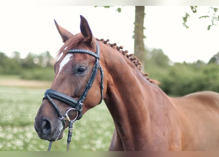 Koń westfalski, Wałach, 5 lat, 168 cm, Ciemnokasztanowata