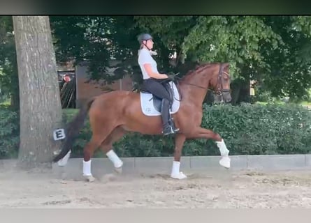 Koń westfalski, Wałach, 5 lat, 168 cm, Kasztanowata