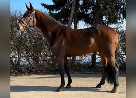 Koń westfalski, Wałach, 5 lat, 169 cm, Ciemnogniada
