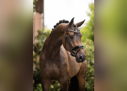 Koń westfalski, Wałach, 5 lat, 170 cm, Ciemnogniada