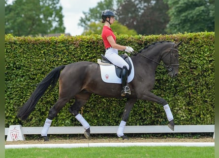 Koń westfalski, Wałach, 5 lat, 170 cm, Ciemnogniada