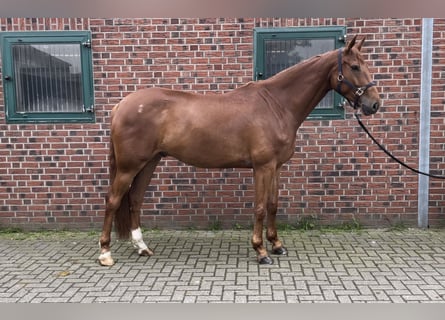 Koń westfalski, Wałach, 5 lat, 170 cm, Ciemnokasztanowata