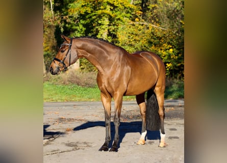 Koń westfalski, Wałach, 5 lat, 170 cm, Gniada