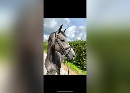 Koń westfalski, Wałach, 5 lat, 170 cm, Siwa