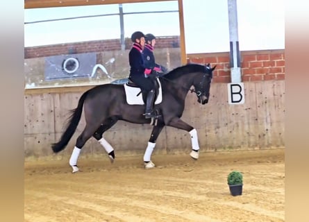 Koń westfalski, Wałach, 5 lat, 170 cm, Skarogniada