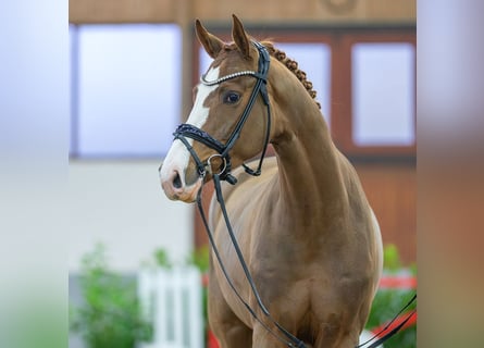 Koń westfalski, Wałach, 5 lat, 171 cm, Ciemnokasztanowata