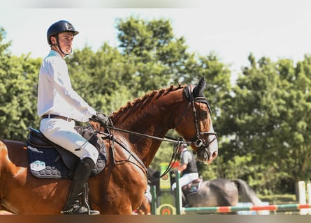 Koń westfalski, Wałach, 5 lat, 171 cm, Kasztanowata