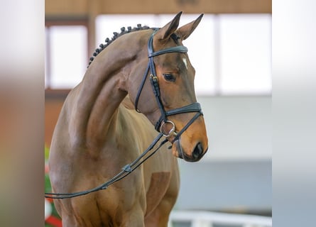 Koń westfalski, Wałach, 5 lat, 172 cm, Gniada
