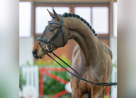 Koń westfalski, Wałach, 5 lat, 173 cm, Gniada