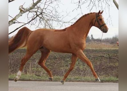 Koń westfalski, Wałach, 5 lat, 173 cm, Kasztanowata