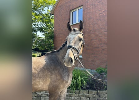 Koń westfalski, Wałach, 5 lat, 173 cm, Siwa