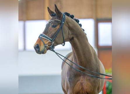 Koń westfalski, Wałach, 5 lat, 175 cm, Gniada