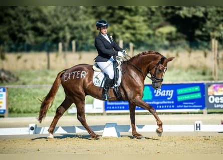 Koń westfalski, Wałach, 5 lat, 180 cm, Ciemnokasztanowata