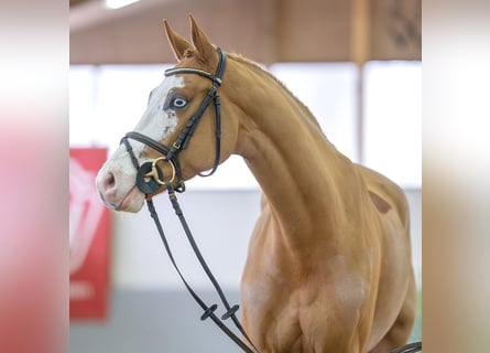 Koń westfalski, Wałach, 6 lat, 165 cm, Kasztanowata