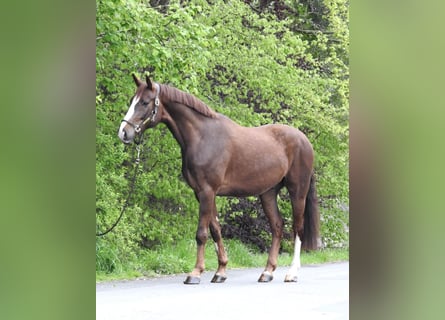 Koń westfalski, Wałach, 6 lat, 166 cm, Ciemnokasztanowata