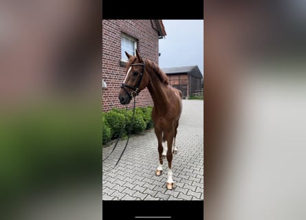 Koń westfalski, Wałach, 6 lat, 168 cm, Ciemnokasztanowata